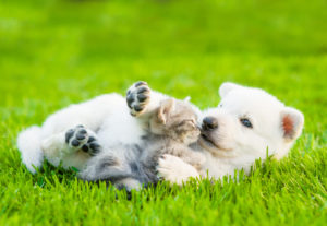 Puppy playing and rolling in grass