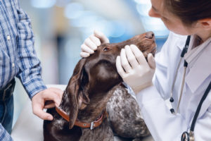 dog being examined by veterinarian