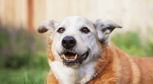 Happy senior dog looking at camera with mouth open