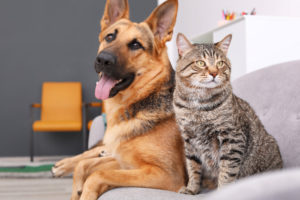 Happy and healthy dog and cat sitting on couch